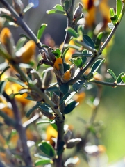 Pultenaea largiflorens