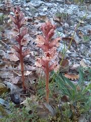 Orobanche alba