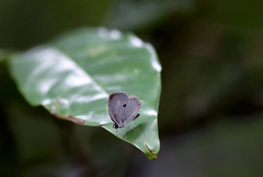 Neopithecops zalmora