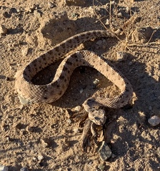 Crotalus cerastes