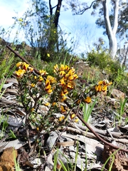 Pultenaea largiflorens