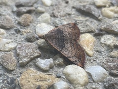 Chrysolarentia mecynata