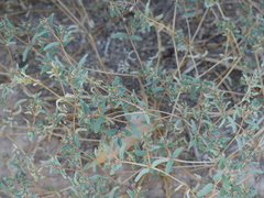 Euphorbia glyptosperma