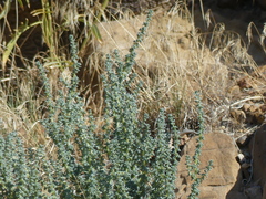 Halogeton