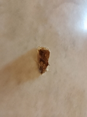 Plusiodonta compressipalpis