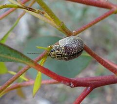 Paropsisterna decolorata