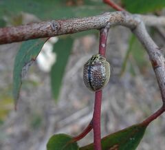 Paropsisterna decolorata