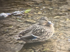 Anas platyrhynchos platyrhynchos