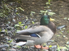 Anas platyrhynchos platyrhynchos