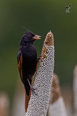 Emberiza lathami