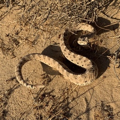 Crotalus cerastes