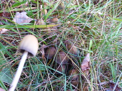 Coprinellus micaceus