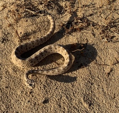 Crotalus cerastes
