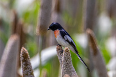 Pericrocotus erythropygius