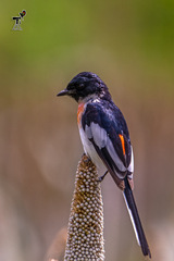 Pericrocotus erythropygius