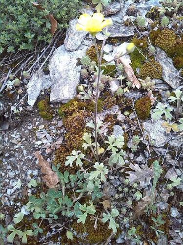 Ranunculus psilostachys, photograph 2
