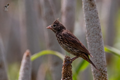 Emberiza lathami