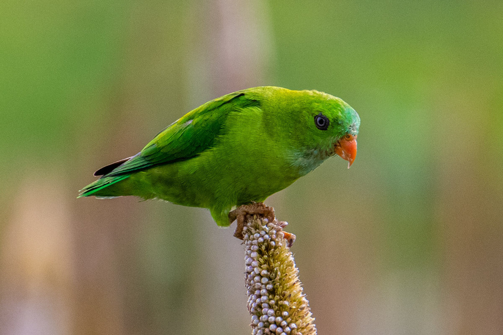 Hanging-Parrots