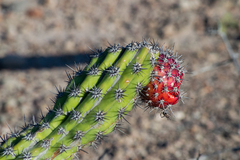 Stenocereus gummosus
