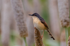 Prinia socialis