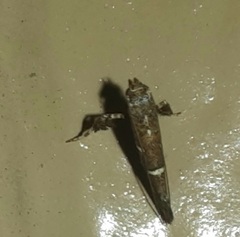 Caloptilia triadicae