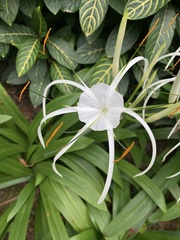 Hymenocallis speciosa