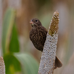 Emberiza lathami