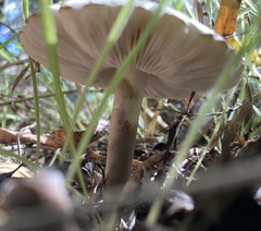 Agrocybe molesta