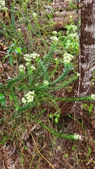 Cassinia denticulata