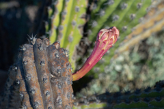 Stenocereus gummosus