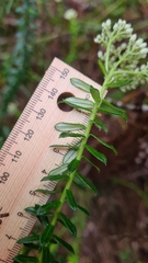 Cassinia denticulata