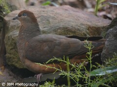 Macropygia phasianella