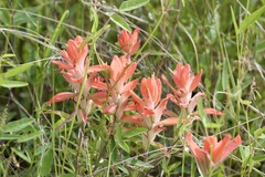 Castilleja nelsonii