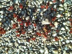 Sedum cespitosum