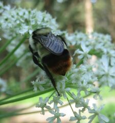 Bombus sichelii