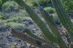 Stenocereus gummosus