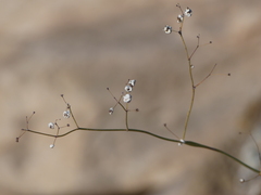 Eriogonum