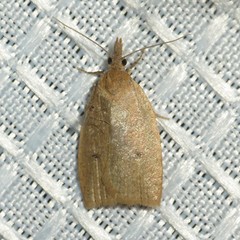 Sparganothoides machimiana