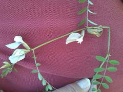 Vicia lutea