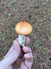 Russula paludosa