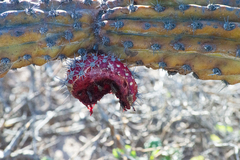 Stenocereus gummosus