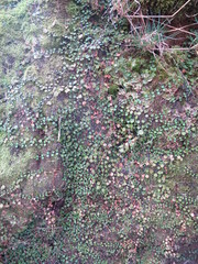 Epilobium nummulariifolium