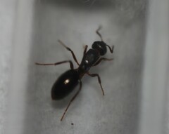 Notoncus ectatommoides