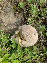 Lycoperdon utriforme