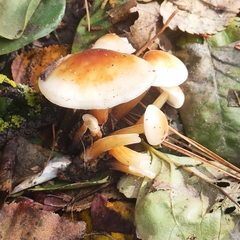 Hypholoma capnoides