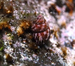 Prothalotia pulcherrima