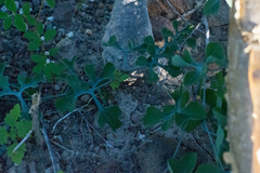 Ibervillea sonorae