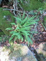 Dryopteris fragrans