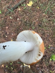 Russula paludosa