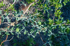 Ibervillea sonorae